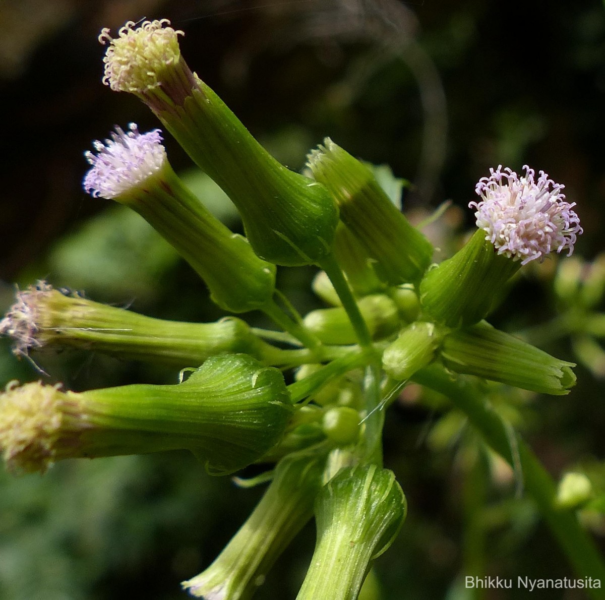 Erechtites valerianifolius (Link ex Spreng.) DC.